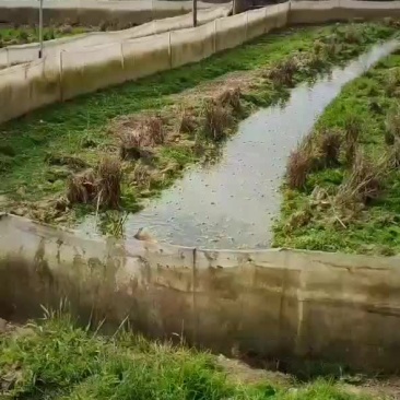 黑斑蛙