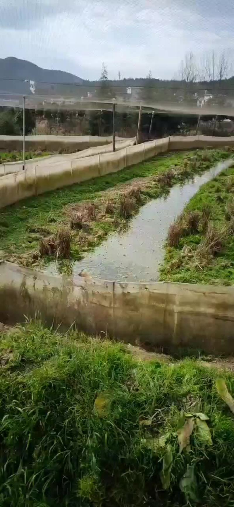 黑斑蛙