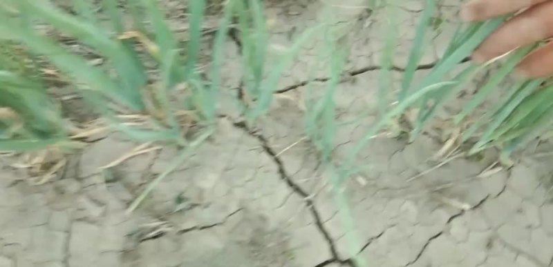 葱苗
