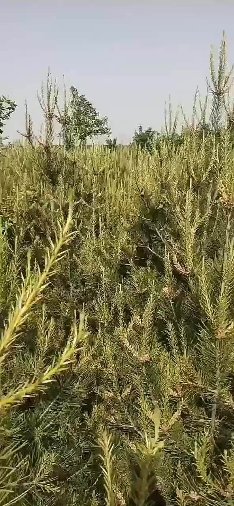 出售自家苗圃白皮松1.5-2米