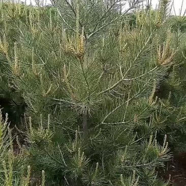 出售自家苗圃白皮松1.5-2米