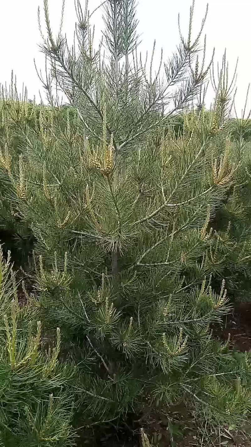 出售自家苗圃白皮松1.5-2米