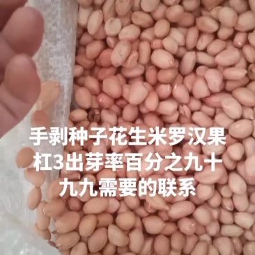 手剥花生种子
