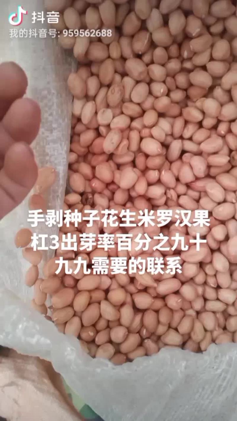 手剥花生种子