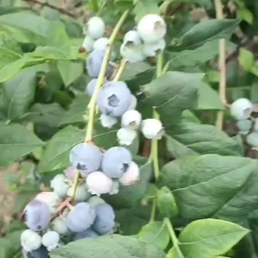 蓝莓