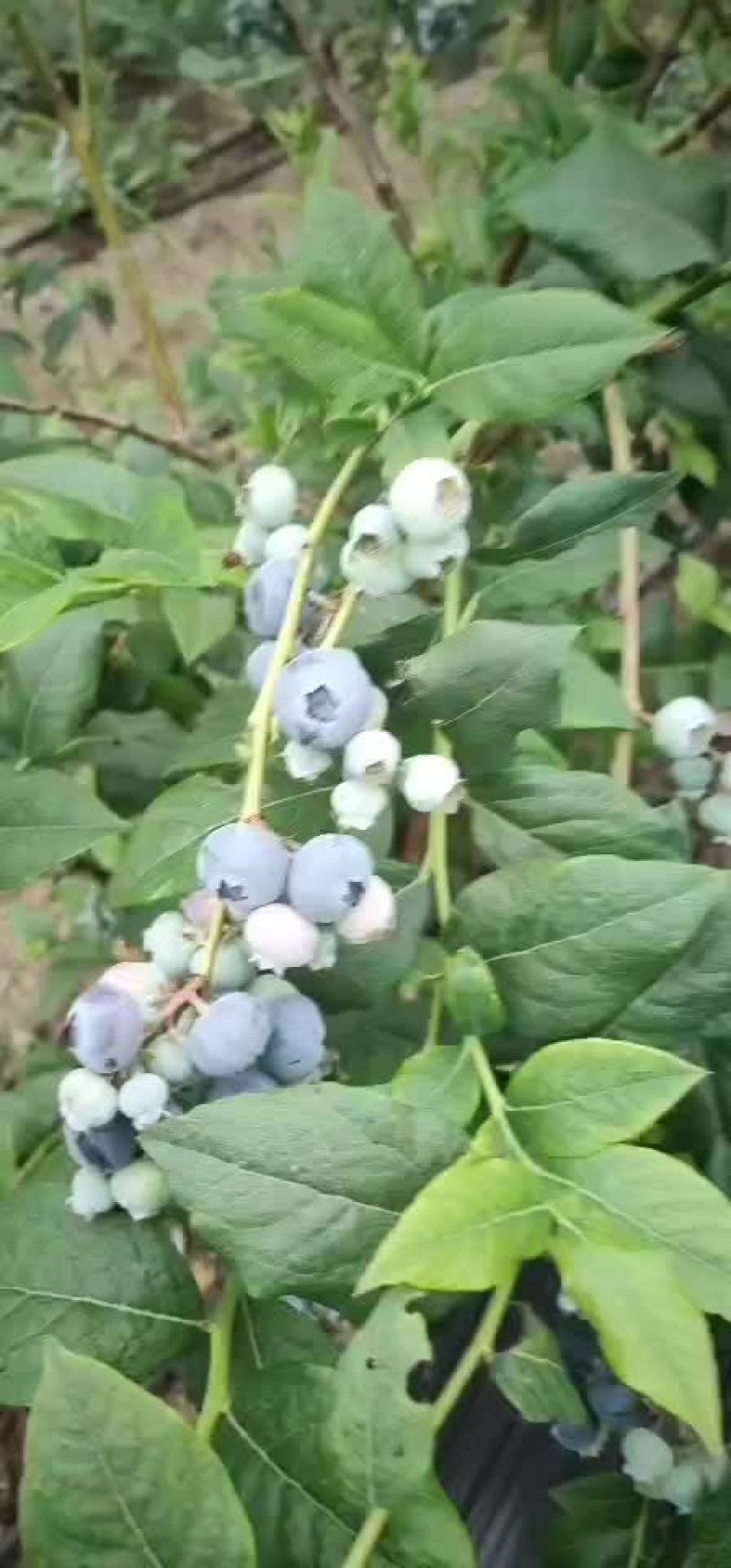 蓝莓