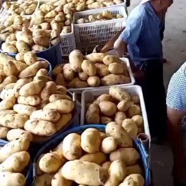 荷兰十五