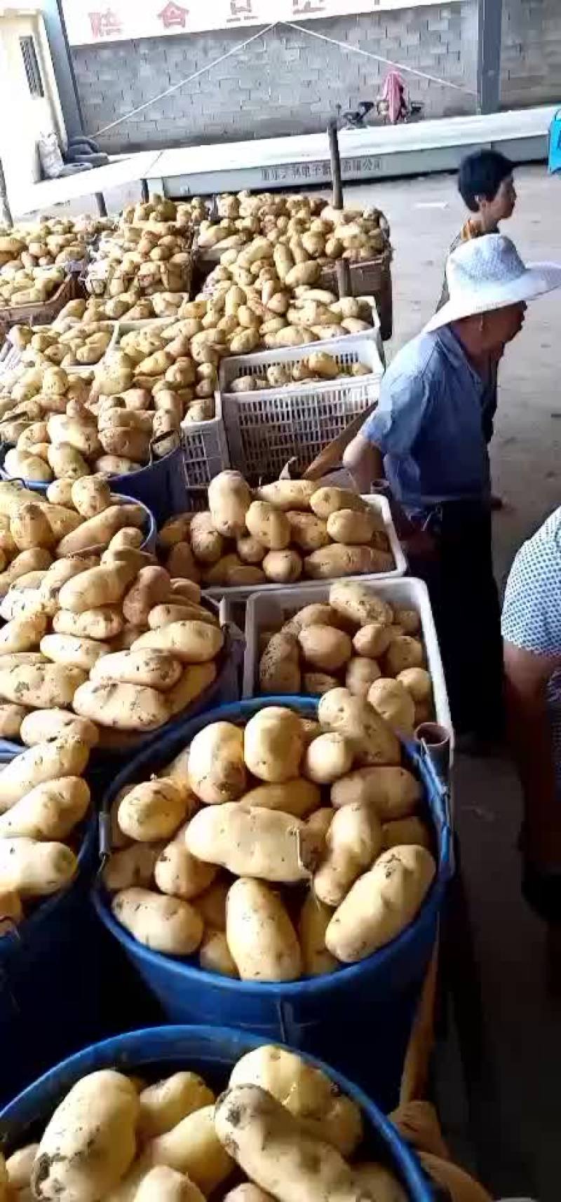 荷兰十五