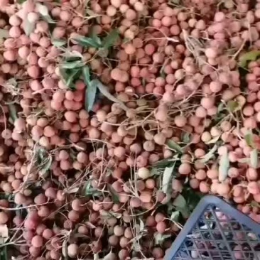 大量黑荔枝上市