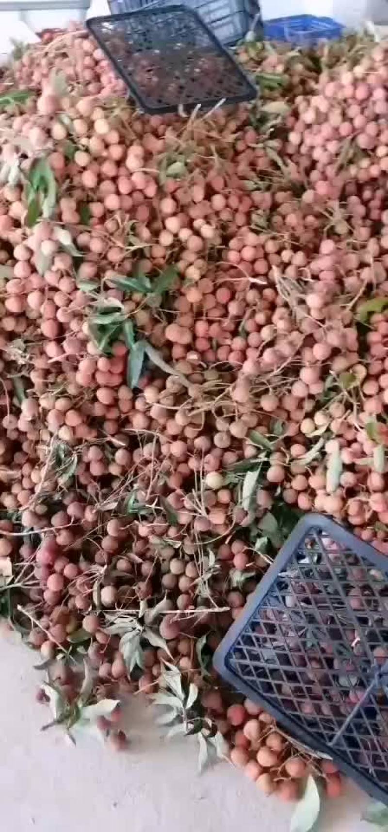 大量黑荔枝上市