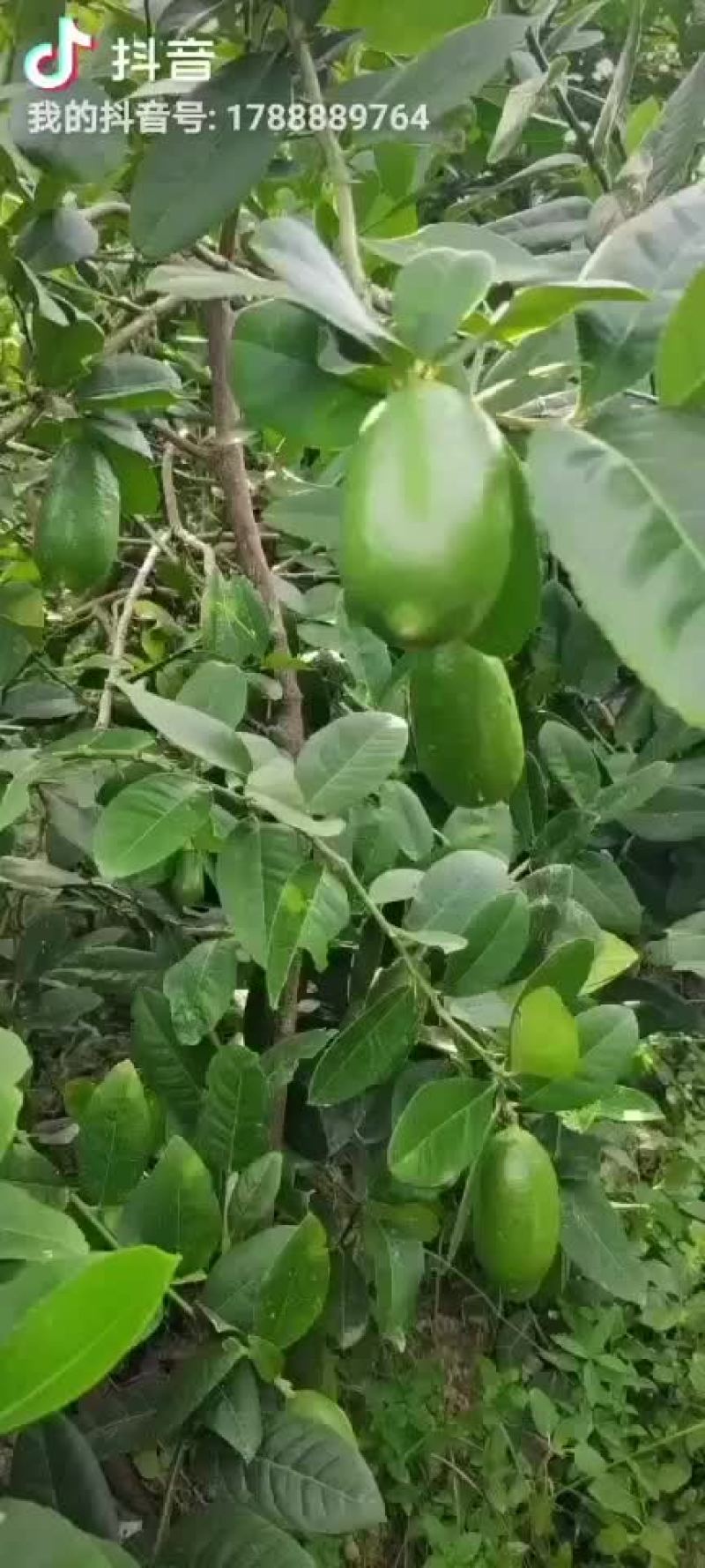 子弹头香水柠檬有5一7百斤靓货货，
