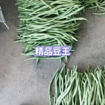 精品豆王