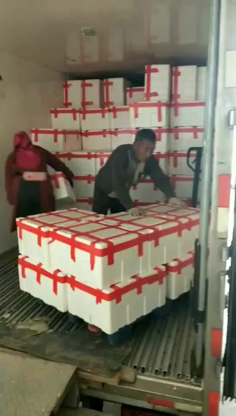 【精品菠菜苗】质量好，价格优，欢迎老板随时选购