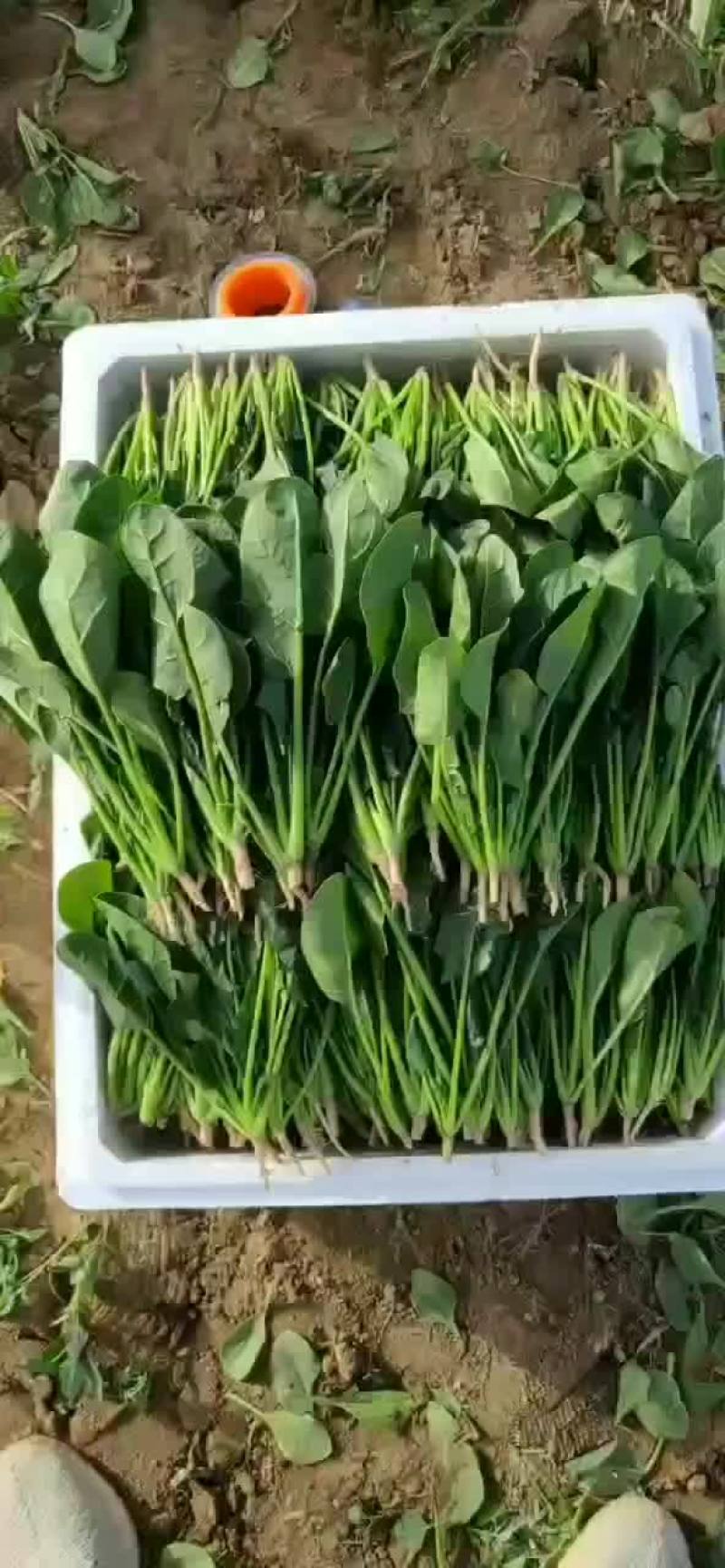 【精品菠菜苗】质量好，价格优，欢迎老板随时选购