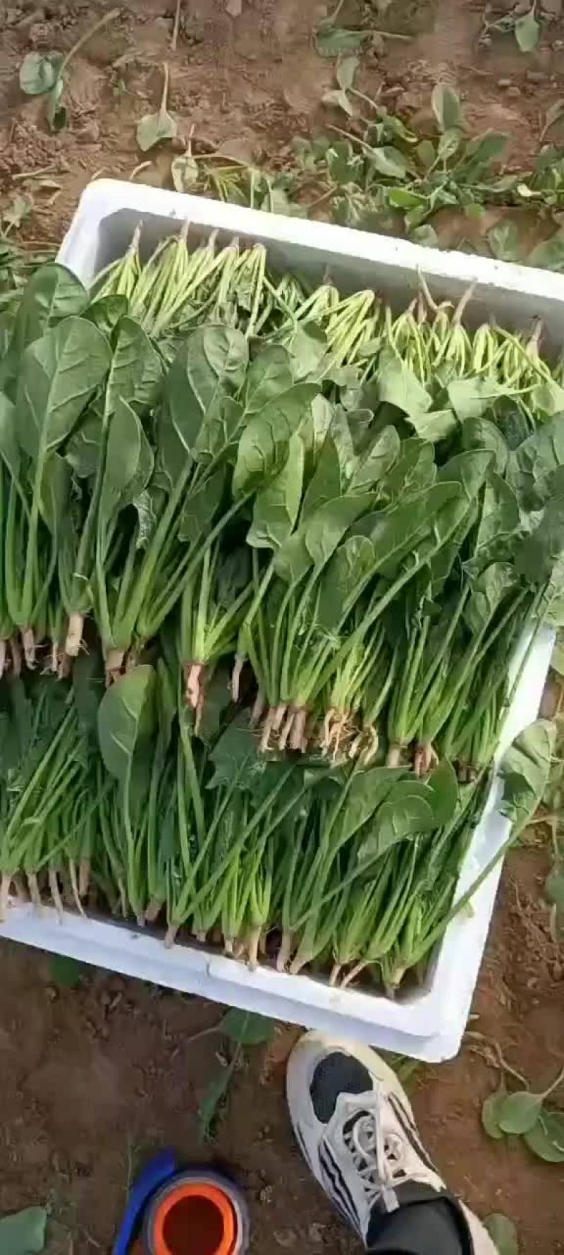 【精品菠菜苗】质量好，价格优，欢迎老板随时选购