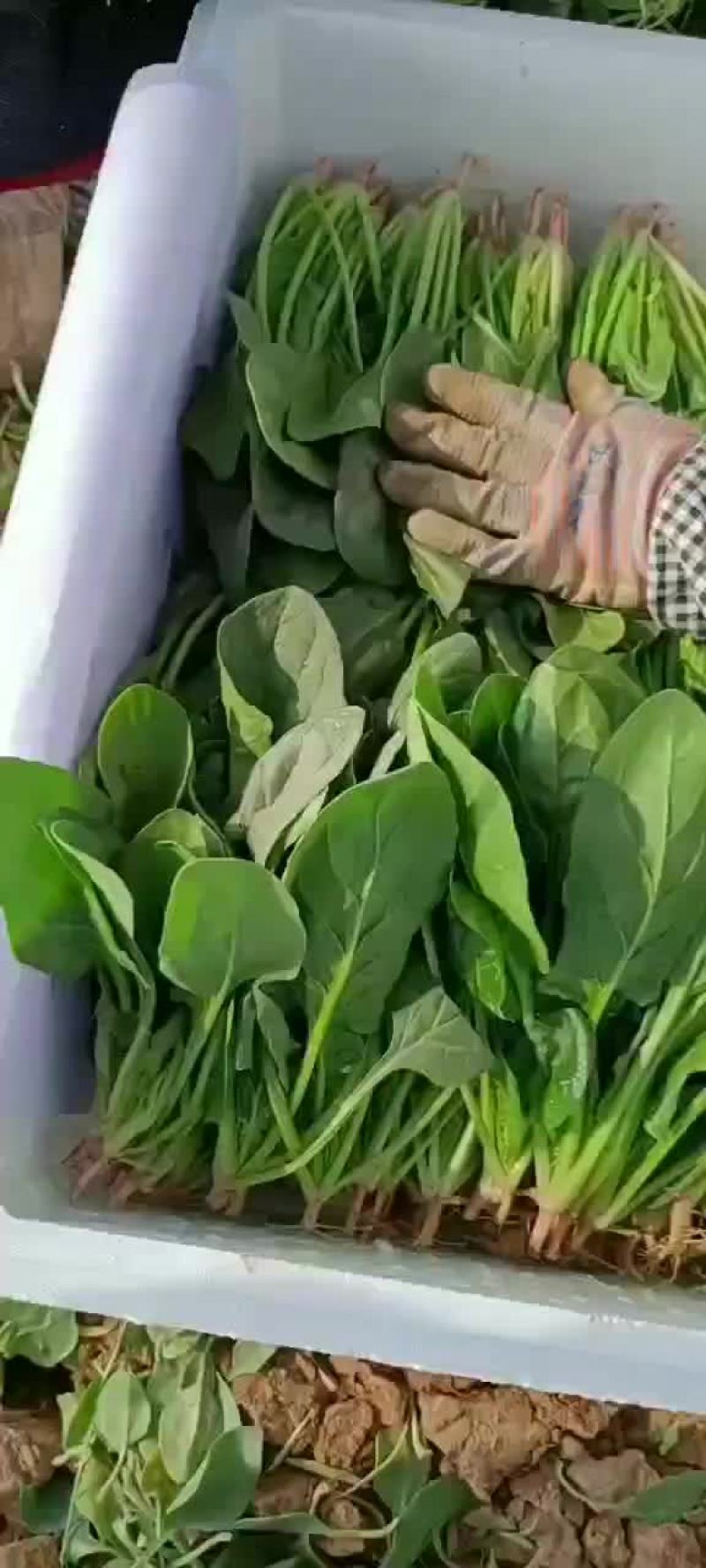 【精品菠菜苗】质量好，价格优，欢迎老板随时选购
