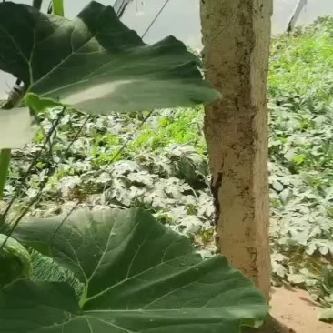 西瓜大量上市