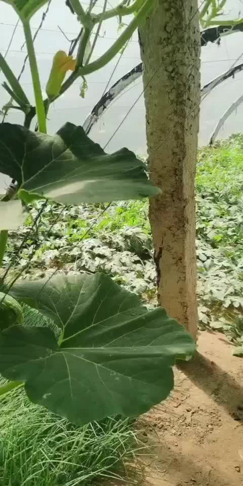 西瓜大量上市