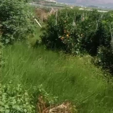 云南沃甘很硬很甜树上还有