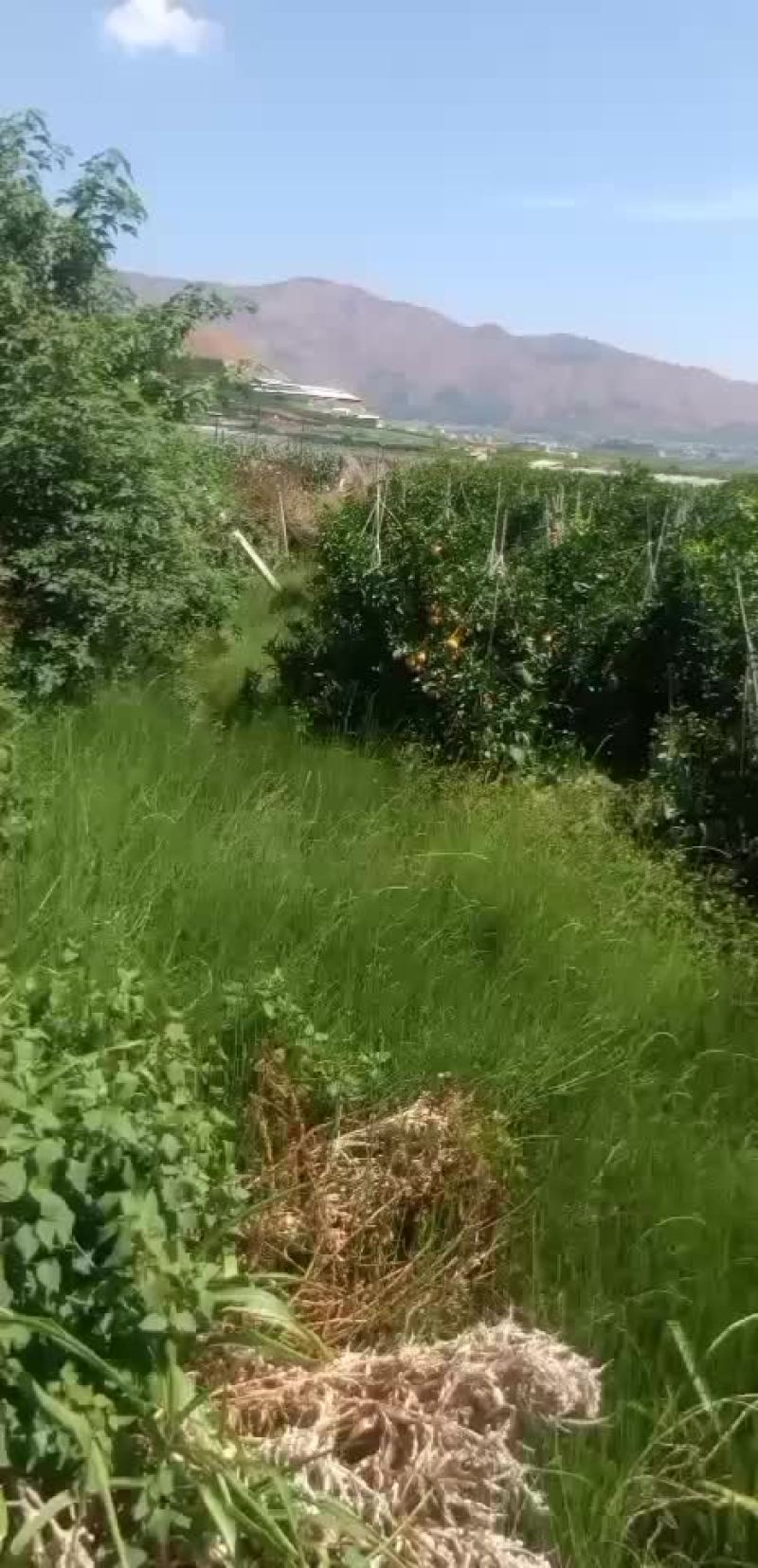 云南沃甘很硬很甜树上还有