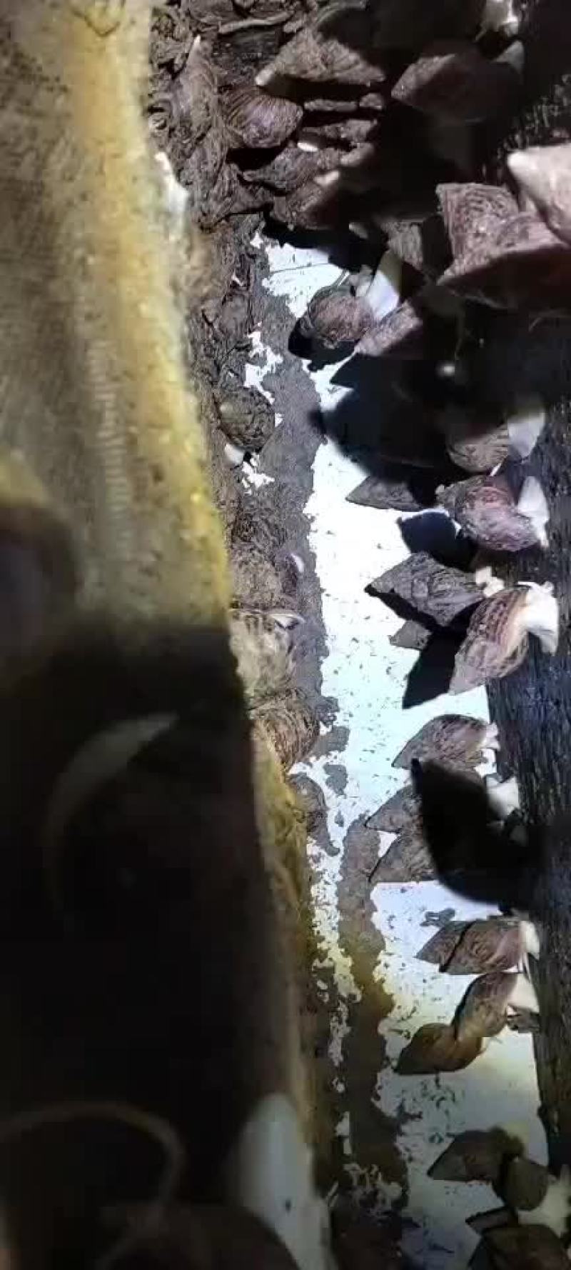 白玉蜗牛