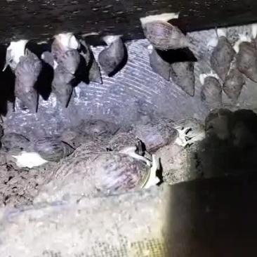 白玉蜗牛