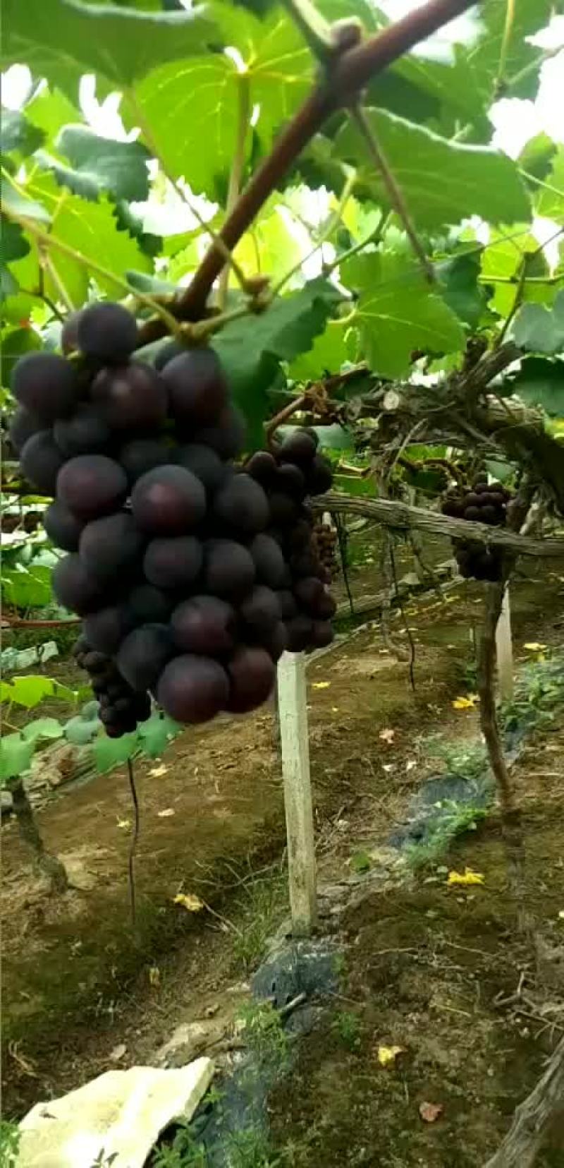 宁波慈溪杭州湾葡萄合作社
