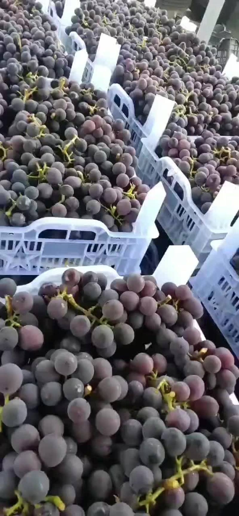宁波慈溪杭州湾葡萄合作社