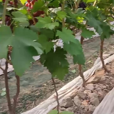 葡萄