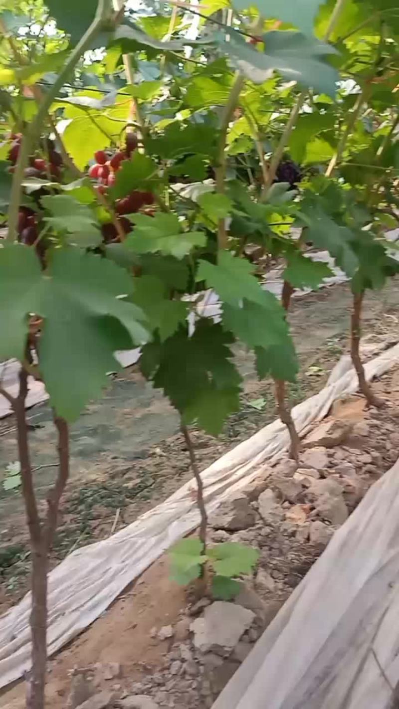 葡萄