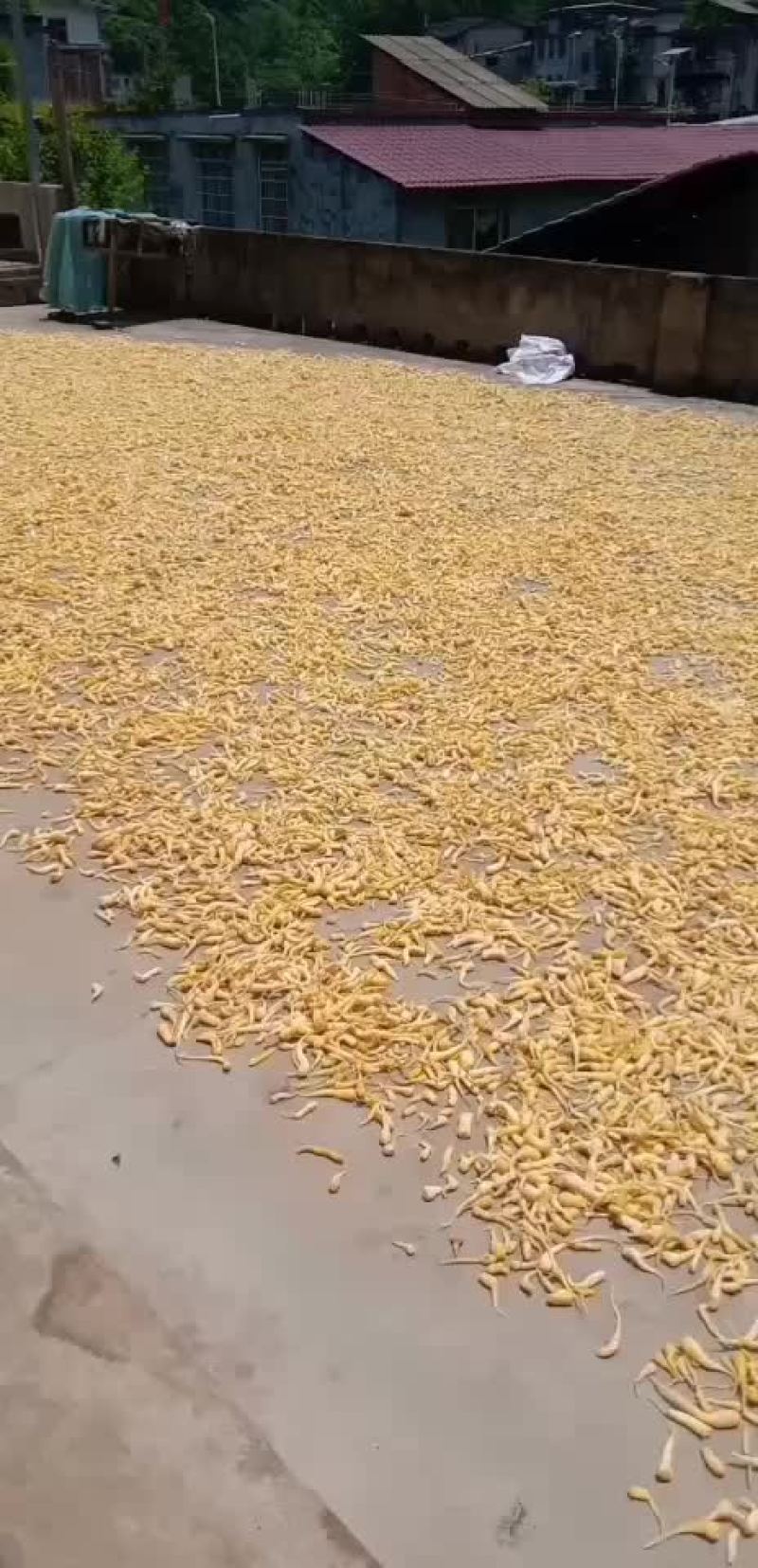 野生峨参