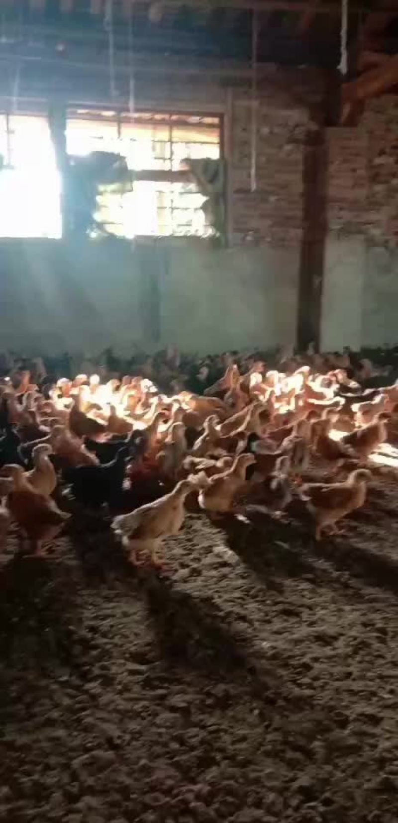 红瑶脱温鸡苗黑羽高产麻羽土鸡蛋鸡疫苗做好包运输路活
