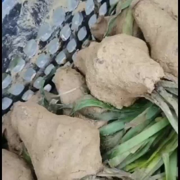 苦草