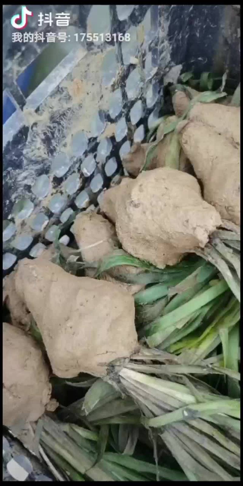 苦草
