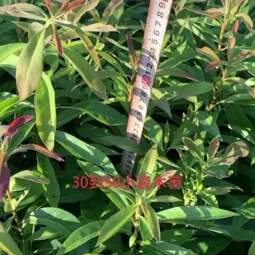 木荷小袋苗30到50