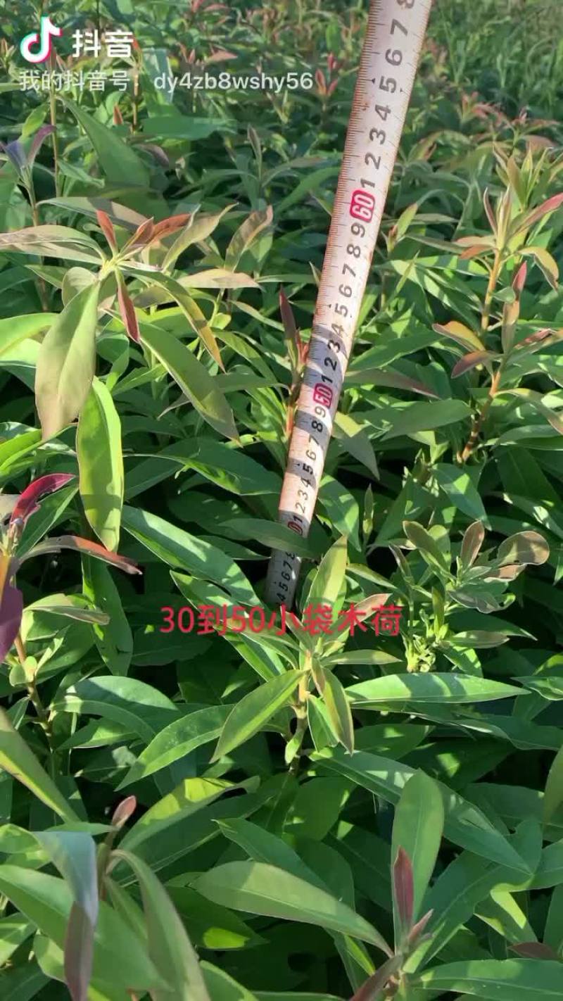 木荷小袋苗30到50