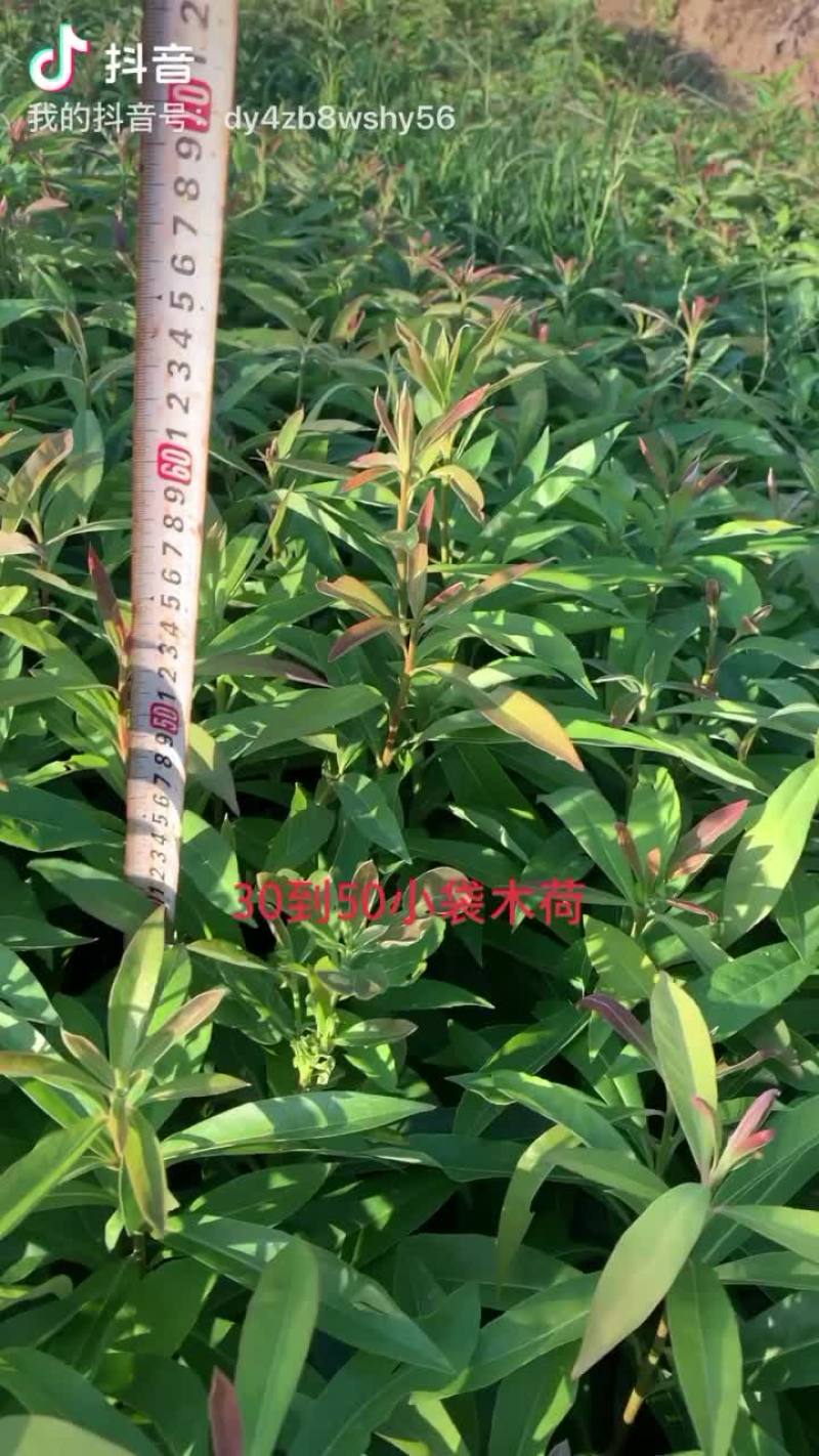 木荷小袋苗30到50
