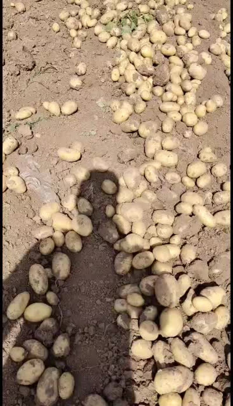 土豆二两以上226品种大量供应中欢迎批发