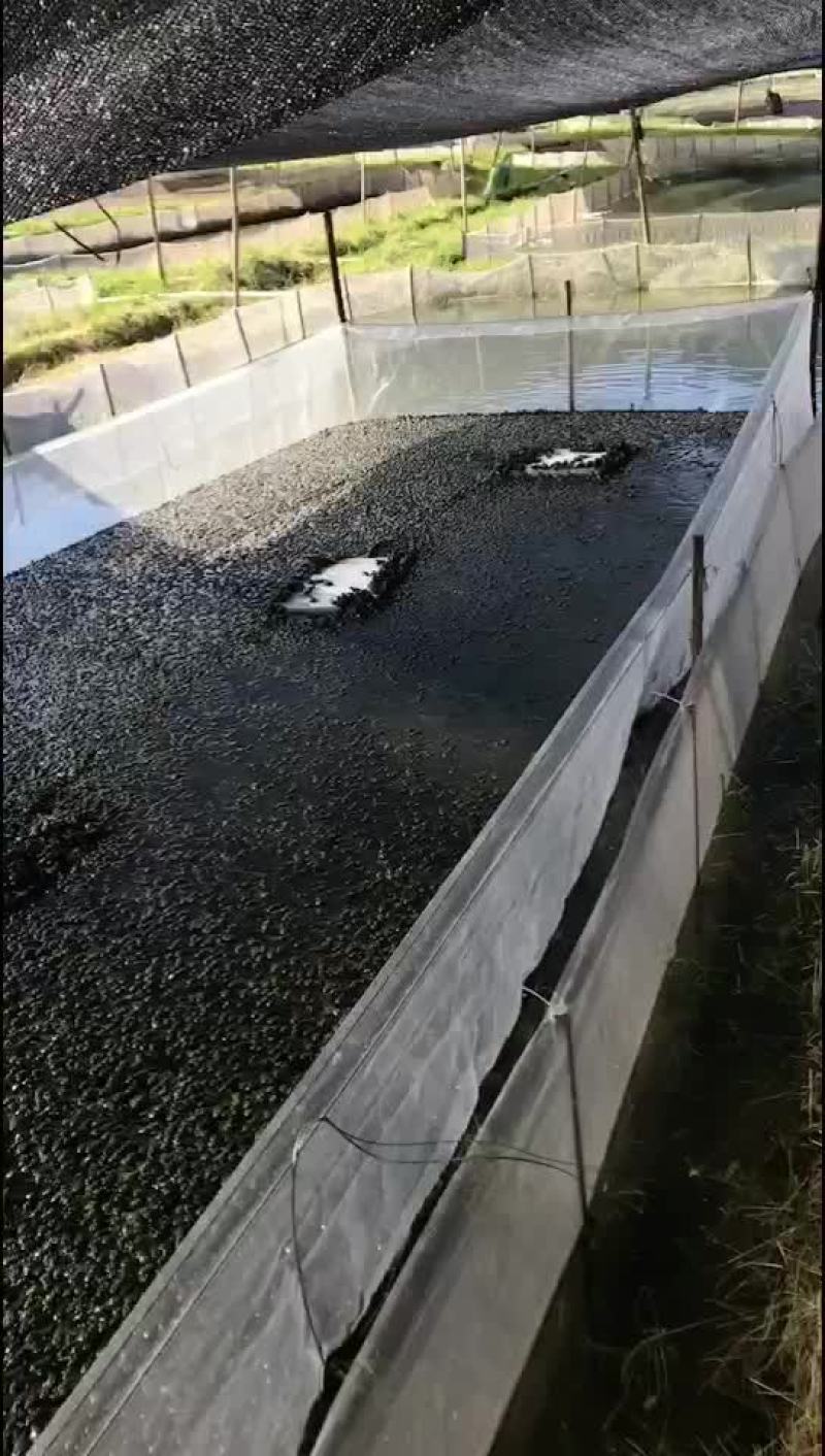 牛蛙苗，小四脚