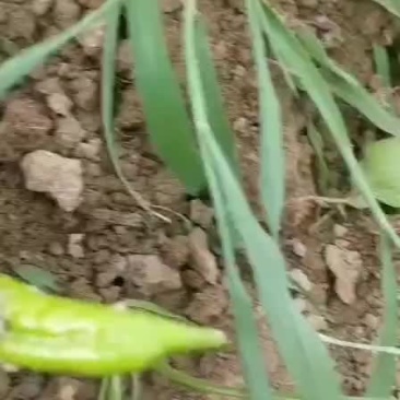 螺丝椒