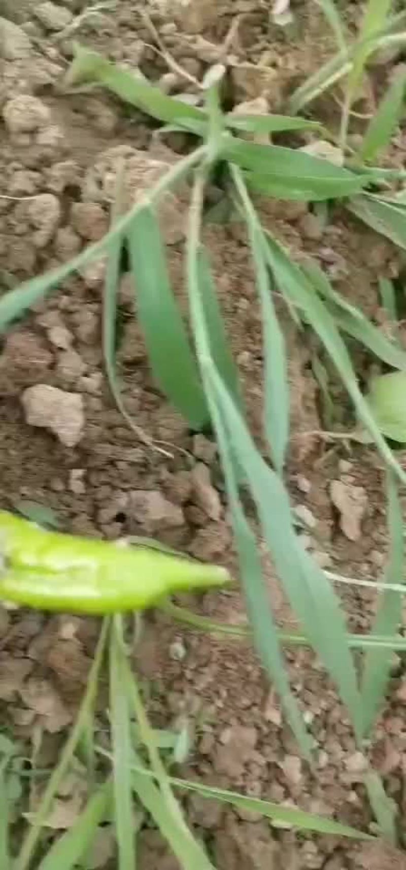 螺丝椒