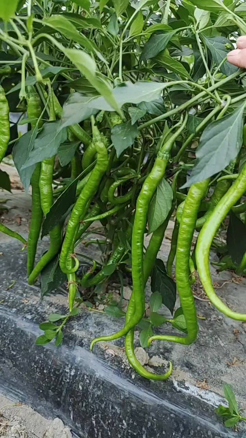 鲜辣椒