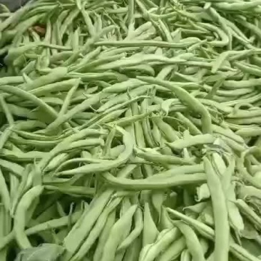 四季豆