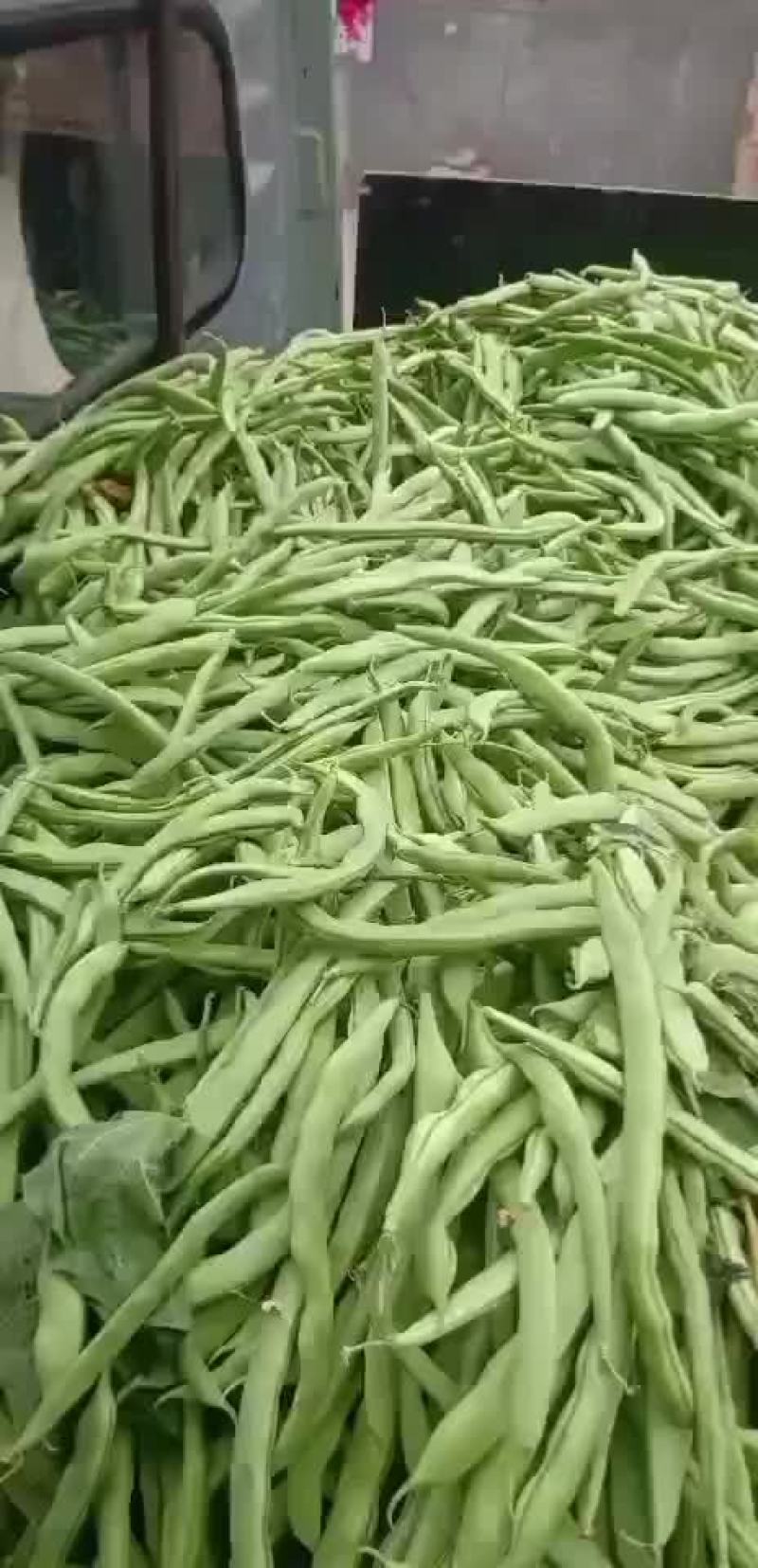 四季豆