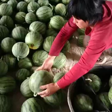 蜜童西瓜大量上市