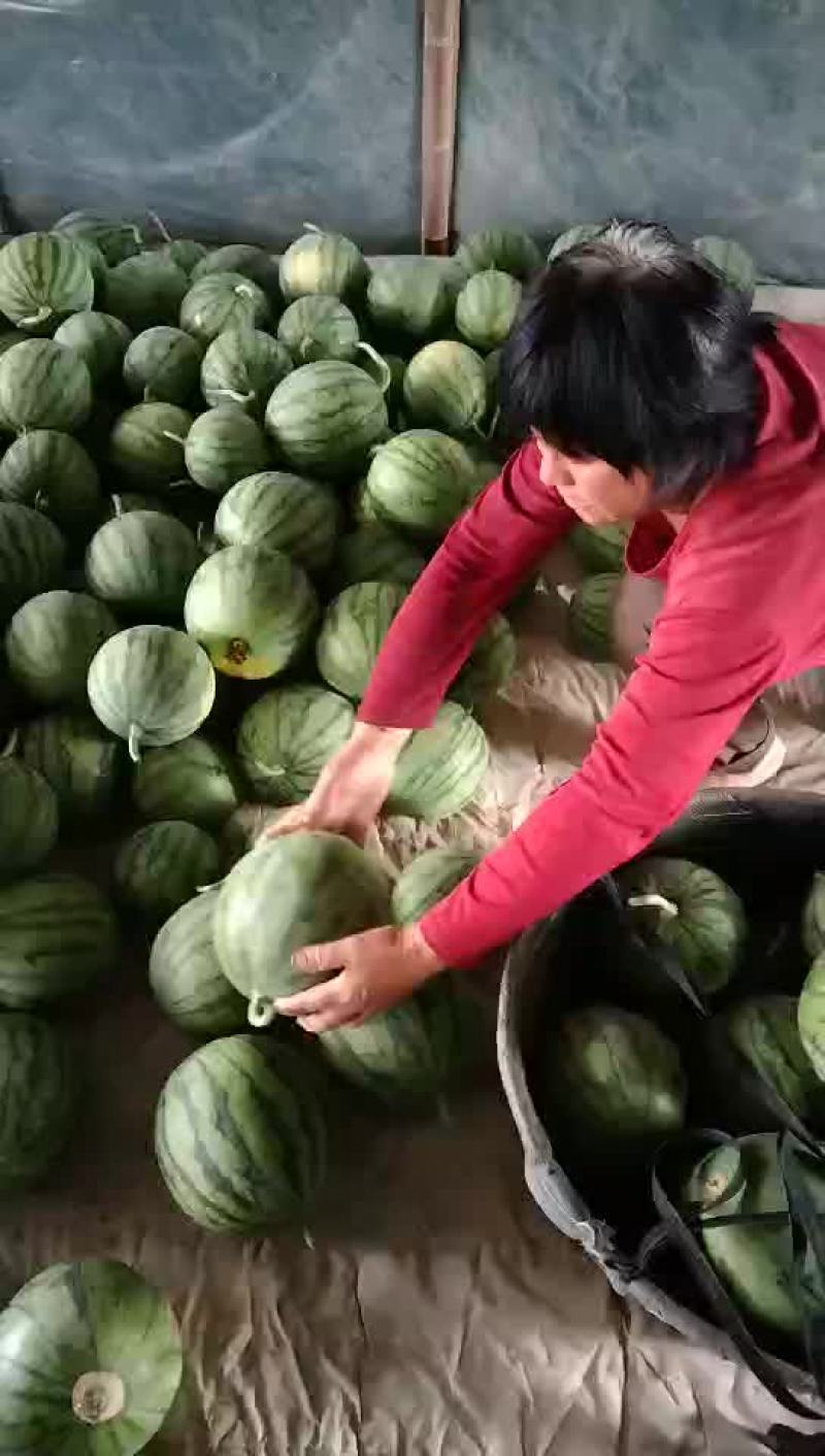 蜜童西瓜大量上市