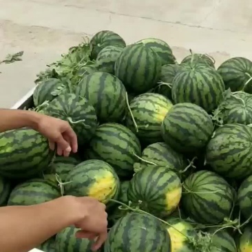 西瓜