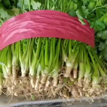 精品香菜