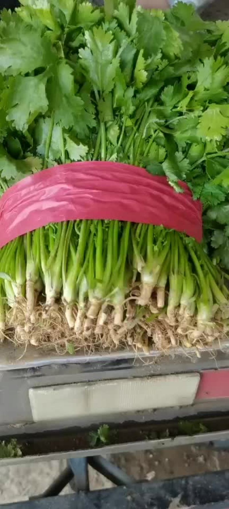 精品香菜