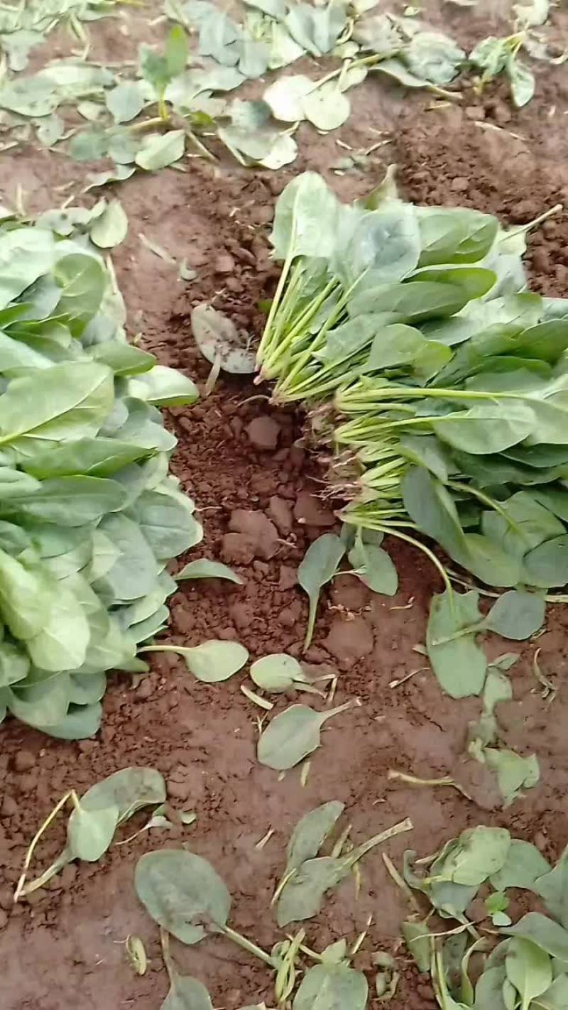 菠菜